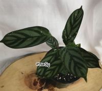 ?ทีแนนเท ซีโตซา คอมแพคสตาร์  Calathea setosa compact star