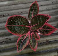 ลิปสติก คันซ่า ซันช่า aglaonema kanza thailand / aglonema cantik khanza thailand สีสะท้อนแสง อโกลนีมา ไม้มงคล ไม้สะสม