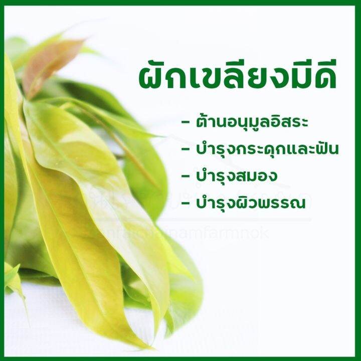 กิ่งพันธุ์ผักเหลียง-ผักพื้นบ้านภาคใต้-ซื้อ10-แถม-10