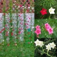 เมล็ดพันธุ์ ดาวนายร้อย หรือ สนก้างปลา (Cypress Vine) คละสี บรรจุ 10 เมล็ด เหมาะสำหรับปลูกเป็นม่านกันแดด