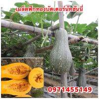 ฟักทองฮันนี่ บัตเตอร์นัท 10 เมล็ด