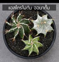 [ถูกที่สุด]แอสโตรไฟตั้ม ออนาตั้ม Astrophytum Ornatum , cactus ,succulent กระบองเพชร ไม้อวบน้ำ