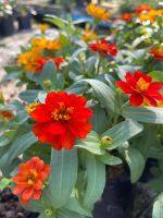 ดอกบานชื่น (Zinnia) จัดเป็นไม้ดอกประดับที่นิยมปลูกมาก สีสันสวยงาม กระถาง 5-6 นิ้ว