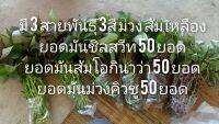 ยอดมันหวานญี่ปุ่นมี 3สายพันธุ์  ส้มโอกินนาว่า ,ม่วงคิวชู ,ชิลสวีท รวม 150 ยอด ราคาถูก