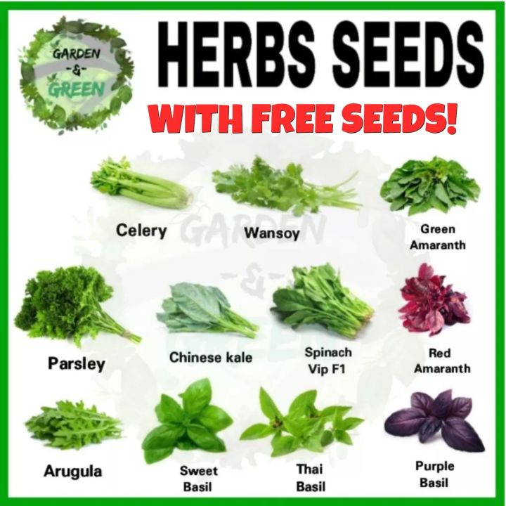 Herb Seeds Sweet basil Thai basil celery kinchay Arugula Parsley Wansoy ...