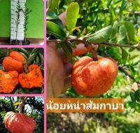 ต้นน้อยหน่าส้มกาบา เติบโตและให้ผลผลิตดีในบ้านเรา ผลสีส้มสวยงามทานได้ทั้งเปลือก รสหวาน อร่อย 

?ต้นเสียบยอดต้นละ 319บาท