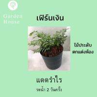 เฟิร์นเงิน