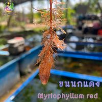 ขนนกแดง (กิ่งละ) Myriophyllum rad? ต้นไม้น้ำ