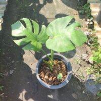 มอนเตอร่า monstera ไม้มงคล ไม้ฟอกอากาศ ไม้นิยม