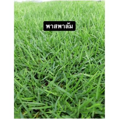 หญ้าพาสพาลัม (พันทลัม) 50×100cm. หญ้าจริง หญ้าสด หญ้าสนามกอล์ฟ หญ้าจัดสวน สดจากไร่ ( ต้องการหญ้ากรุณาทักแชทนะคะ )