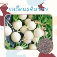 เมล็ดพันธุ์ เรดิชสีขาว 200 เมล็ด Hailstone Radish Seed เมล็ดพันธุ์แท้ นำเข้าจากต่างประเทศ ปลูกผักสวนครัว ประหยัด แรดิช