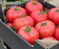 เมล็ดพันธุ์มะเขือเทศเนื้อสีชมพู กัสโต เอฟวัน (Gusto F1 Tomato Seed) บรรจุ 15 เมล็ด ของแท้ คุณภาพดี ราคาถูก นำเข้าจากต่างประเทศ