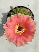 ? กระบองเพชร ? Echinopsis spp. ดอกสีชมพูโอลโรส สวยละมุน