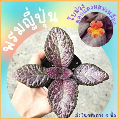 พรมญี่ปุ่น ดอกสีแดงผสมเหลือง ใบสีม่วง  (กระถาง 3 นิ้ว) สวยน่ารักมาก ปลูกง่ายโตไว  ค่าส่งถูก