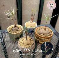 โขดแห้วกระต่ายป่า 《 ต้นเล็ก 》brachystelma โขดหายาก น่าเลี้ยงค่ะ