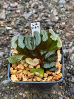 Haworthia Hybird Thailand (ส่งทั้งกระถาง) กระถาง 2 นิ้ว รหัส La031-060