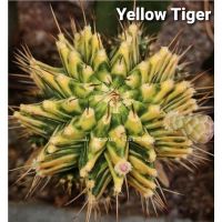 หน่อเด็ดสด แคคตัส ยิมโน "Yellow Tiger" (เสือเหลือง) ด่างสวยๆ?