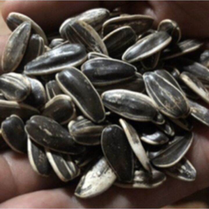 Jumbo Sunflower Seeds for Birds (Parrots ,Indian Ring Neck) Lazada PH