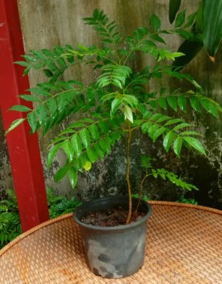 curry leaf plant ต้นหอมแขก หรือต้นกะหรี่ สูง 50cms
