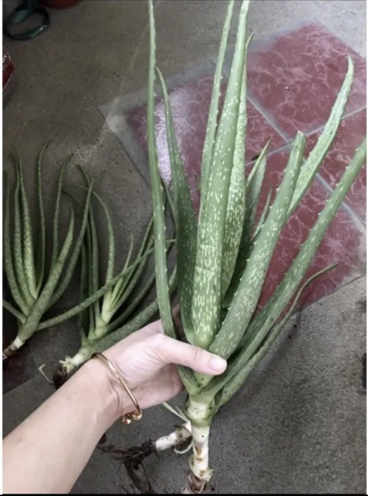 Aloe vera LARGE uprooted ( plant only) Lazada PH