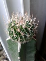 cactus คลืนสมองกราฟตอสามเหลี่ยม แคคตัส