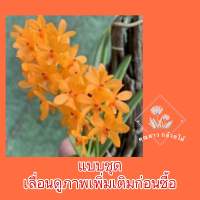 เอื้องเข็มแสดAscocentrum miniatum จากลาว?แบบชุดได้4-5ต้น