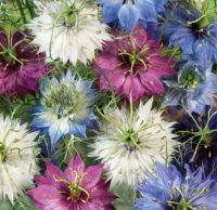 เมล็ดพันธุ์ดอกรักในสายหมอก Love In A Mist Flower Seed บรรจุ 150 เมล็ด คุณภาพดี ของแท้ ราคาถูก นำเข้าจากต่างประเทศ