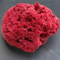 ปะการังแดงธรรมชาติ ปะการังแท้ ไม่มีการย้อมสี ของสะสมการตกแต่ง Tubipora organ-Pipe red coral