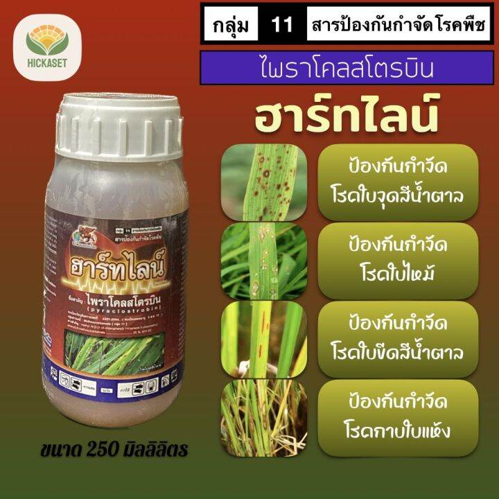 ฮาร์ทไลน์ เฮดไลน์ เซลติมา 250 ml ไพราโคลสโตรบิน 25% EC โรคเชื้อรา ...