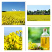 เมล็ดพันธุ์ คาโนลา (Canola (Rapeseed) บรรจุ 300 เมล็ด