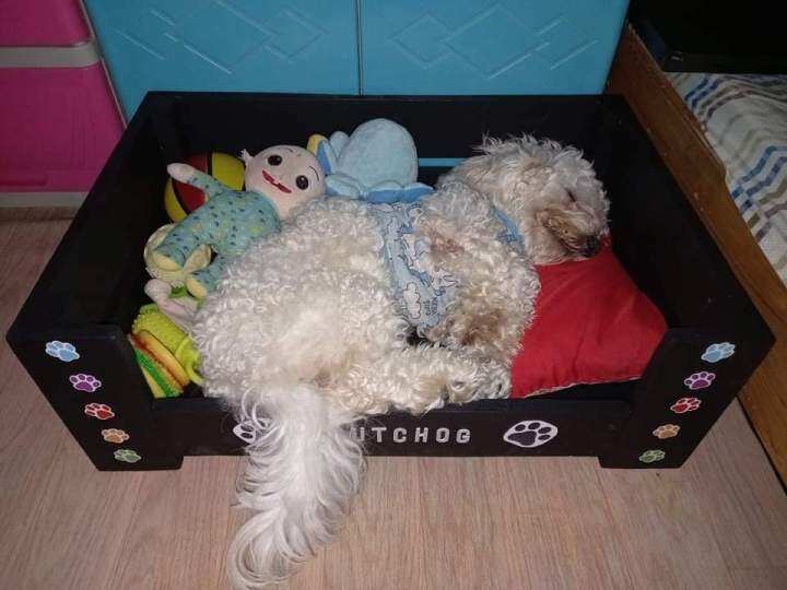 DOG AND CAT BED Lazada PH Buy sell online Beds with cheap price Lazada PH