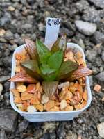 Haworthia Hybird Thailand ขนาดกระถาง 2 นิ้ว จัดส่งทั้งกระถาง รหัส Q163-192