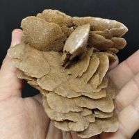 ?หินกุหลาบทะเลทราย ทรงสวยมาก รูปร่างสมบูรณ์ วางโชว์สวยสุดๆ
?Desert Rose Selenite
? มี VDO สวยๆใต้โพส ?

? น้ำหนัก 301 กรัม
? ขนาด 9.2×8.2×6.5 ซม.

? ราคา 1,199 บาท

  ?Desert Roses เป็นหินที่ค้นพบการเกิดขึ้นในทะเลทราย