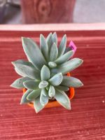 กุหลาบหิน Echeveria Tolimanensis