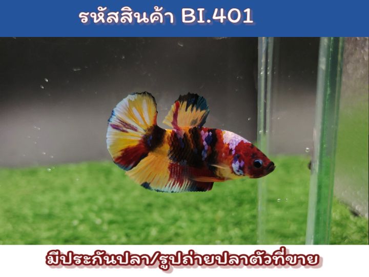 ปลากัดนีโม่-เพศผู้พร้อมรัด-ขนาด1-5นิ้ว-เกรดaa