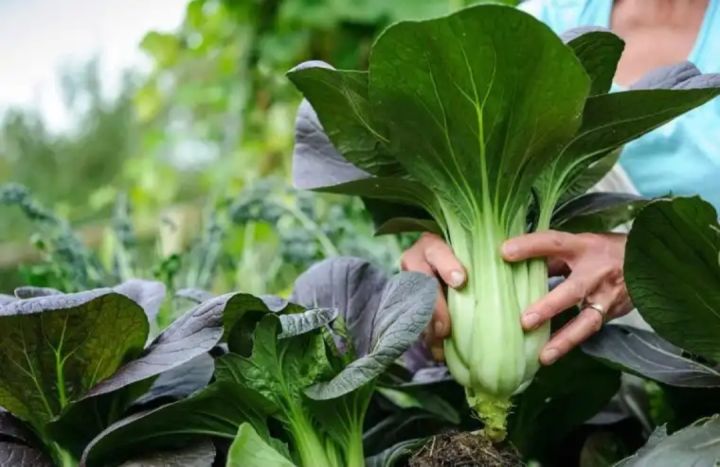 เมล็ดพันธุ์กวางตุ้งฮ้องเต้ม่วง-เมล็ดพันธุ์คุณภาพ-คัดพิเศษ-100-เมล็ด-อัตราการงอกสูง