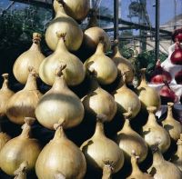 เมล็ดพันธุ์หัวหอมยักษ์แมมมอธ อิมพรูฟ(Mammoth Improved Giant Onion Seed)บรรจุ 50 เมล็ด ของแท้ คุณภาพดี ราคาถูก นำเข้าจากต่างประเทศ