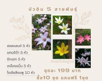 (ซื้อ10แถม1) บัวดินคละสี ฮอนแลนด์ เหลืองขมิ้น แคนดิด้า โรเซีย รักแรก