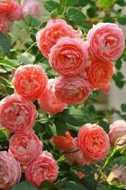 กุหลาบโรแมนติกตูตู โรแมนติก ตูตู (Romantic Tutu) กุหลาบญี่ปุ่น เลื้อย พุ่มสูง สีส้ม. ดอกกลม น่ารัก มีกลิ่นหอม ดอกดก