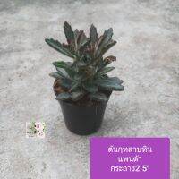 ต้นกุหลาบหินแพนด้า Kalanchoe tomentosa อีกรูปลักษณ์กลีบเรียวเปรีิยวหวาน น่ารักมาก กระถาง 2.5"