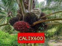 เมล็ดพันธุ์ปาล์ม CALIX600 ของแท้ จากสถาบันวิจัย