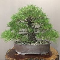 เมล็ดพันธ์ุ สนดำญี่ปุ่น บอนไซ สนดำ (Japanese Black Pine Bonsai Seed) บรรจุ 5 เมล็ด นำเข้า พันธุ์แท้100%