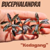 บูเซปแดงเคดาแกงแดง – 3 ต้น Bucephalandra Kedagang Red x 3 #ต้นไม้น้ำ