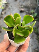 Crassula ovata "Hummels Sunset" (Golden Jade Tree) #คลาสซูล่า ต้นใบเงิน (ใบใหญ่) กระถาง 2 นิ้ว