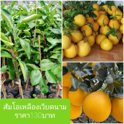 ต้นส้มโอเหลืองน้ำผึ้งเวียดนาม ต้นพันธุ์เสียบยอด ปลูกปีเดียวเริ่มติดดอก ให้ผลดก เนื้อสีเหลืองเหมือนน้ำผึ้ง มีรสชาติหวานหอมอร่อย&nbsp;...