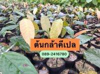 ?ต้นกล้าคีเปล ขนาด10-15ซม.?