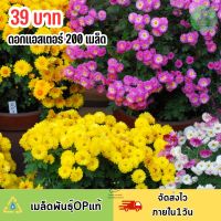 เมล็ดพันธุ์ ดอกแอสเตอร์ คละสี200 เมล็ดพันธุ์