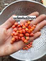 เมล็ดพันธุ์อีรอก100เม็ด150฿