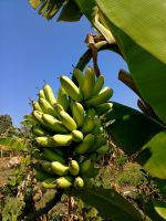 หน่อกล้วยส้ม กล้วยเปรี้ยว ต้นละ 4o บาท  พร้อมส่งจากสวน ขุดสดตามออเดอร์