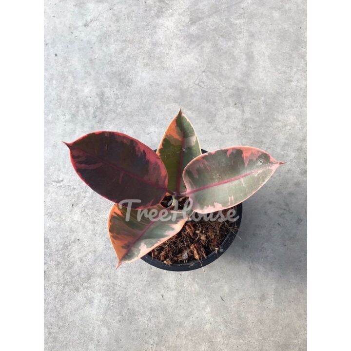 ต้น ยางอินเดียด่างชมพู (Pink Rubber Tree) Lazada.co.th